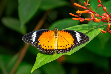 Macro shots, Beautiful nature scene. Closeup beautiful butterfly sitting on the flower in a summer garden.