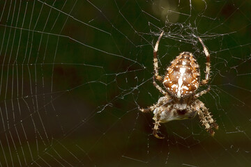 Close-up of a cross spider with web and prey, interesting wildlife photo