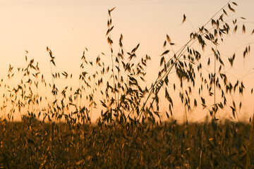 A field with ripe oats crops in the rays of the evening sun at sunset, photographed in the Kyiv...