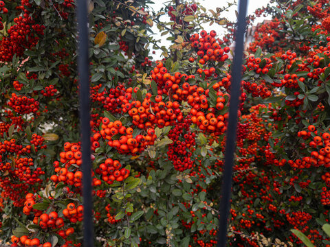 Red firethorn berries on the branch in the autumn season.