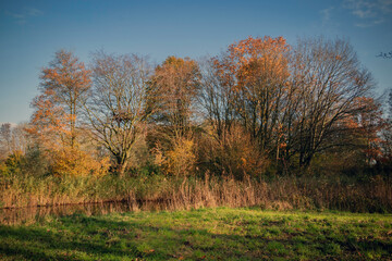 autumn landscape with trees