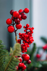 Christmas decorations on window. Fir branches with red berries.