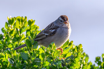Close-up of white crowned sparrow perching on plant against clear sky