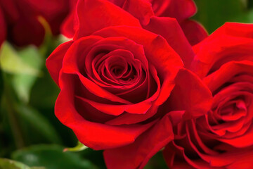 Bouquet of red roses in flower shop.