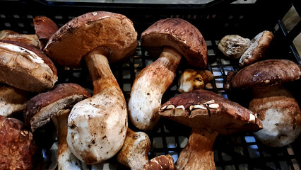 close-up of a basket with beautiful freshly picked porcini mushrooms