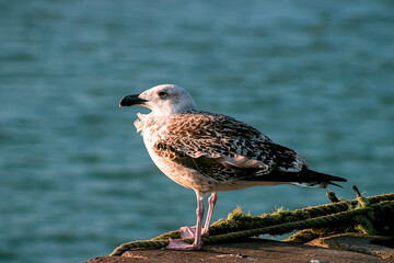 seagull on the beach