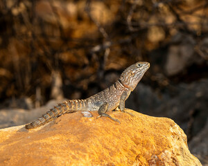 Oplurus cuvieri, or collared iguana in Madagascar