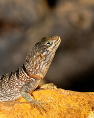 Oplurus cuvieri, or collared iguana in Madagascar