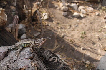 Pequeña lagartija posando en zona árida