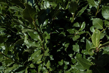 leaves