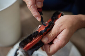 A hand in a blue glove holds a clump of hair and pet hair removed from the brush of a robot vacuum...