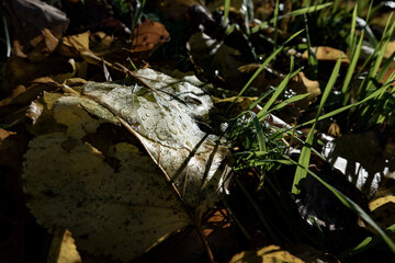 leaf
