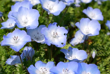 ネモフィラの花