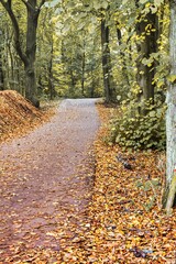 The Hague, Netherlands - October 23 2020 : a trail in a forest in fall or autumn with leaves that...