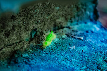 A fluffy caterpillar sits on a leaf. Macro