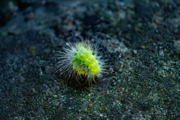 A fluffy caterpillar sits on a leaf. Macro