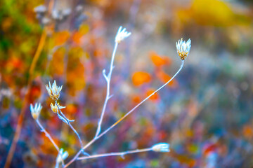 defocused view of dried wild flowers and grass in a meadow 