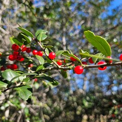 red berries on a branch