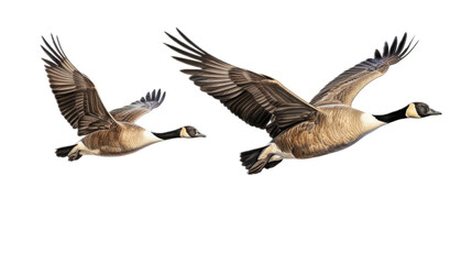 two Canadian Geese flying, 3/4 view, in a PNG, Nature-themed, isolated, and transparent Photorealistic illustration. Generative ai