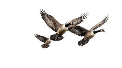 Obraz premium three Canadian Geese flying, 3/4 view, in a PNG, Nature-themed, isolated, and transparent Photorealistic illustration. Generative ai