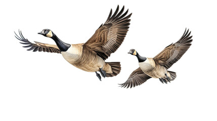 two Canadian Geese flying, 3/4 view, in a PNG, Nature-themed, isolated, and transparent Photorealistic illustration. Generative ai - obrazy, fototapety, plakaty