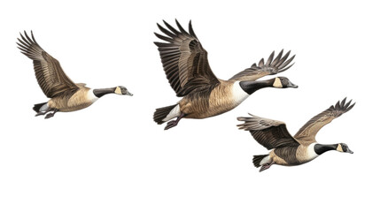 three Canadian Geese flying, 3/4 view, in a PNG, Nature-themed, isolated, and transparent Photorealistic illustration. Generative ai