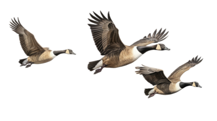 three Canadian Geese flying, 3/4 view, in a PNG, Nature-themed, isolated, and transparent Photorealistic illustration. Generative ai