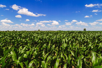 Land of a green corn farm with a blue sky. Agricultural region of the Argentine pampas. Fields...