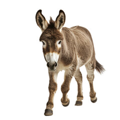a Donkey/Burro trotting, full body in a front view in a PNG,  isolated and transparent, farm animal-themed, photorealistic illustration.  Generative ai