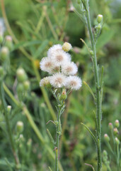 White flowers on a Flaxleaf fleabane (Conyza bonariensis) plant
