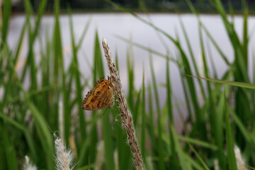 Butterfly on the wild flower. Selective focus.