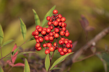 Red Winter Berries in Autumn