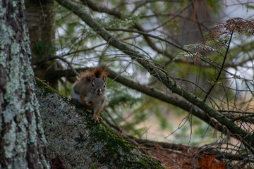 Red Squirrel 