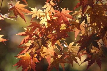 beautiful autumn leaves