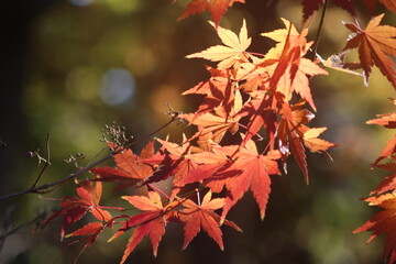 beautiful autumn leaves