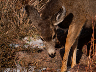 Deer looking down in Red Rocks