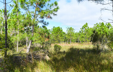 Fototapeta na wymiar South Florida nature and wildlife background on a conservation hiking trail in Bonita Springs.
