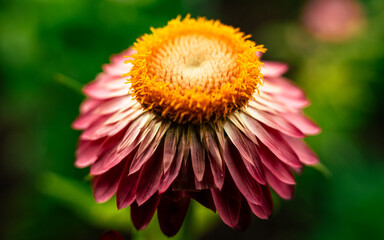 Echinacea Straw Flower Yellow White and Pink Echinacea Flower