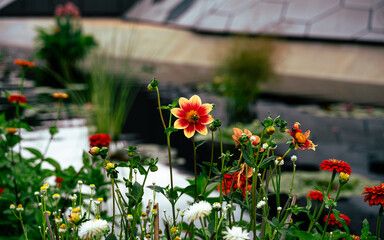 Proclamation Flowers Red and Yellow Sunflowers 