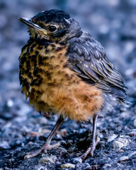 bird