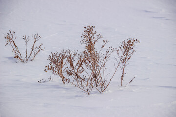 Dry Wild flowers in the snow