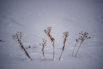 Dry Wild flowers in the snow