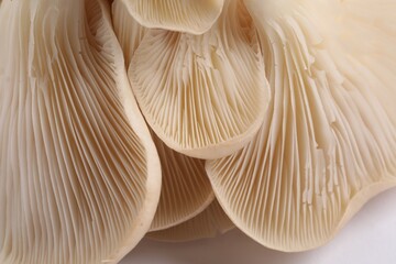 Fresh oyster mushrooms on white background, macro view
