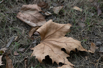 Fototapeta premium Dried Maple Brown Leaves on the ground in Autumn