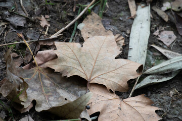 Dried Maple Brown Leaves on the ground in Autumn