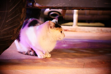 cat hiding under a car