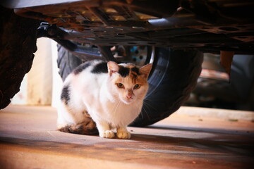cat hiding under a car