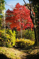 吉野公園の真っ赤な紅葉