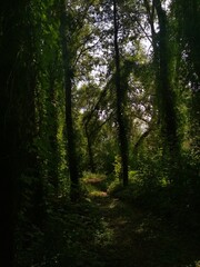 Naklejka premium temperate forest