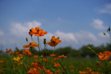 青空の下、キバナコスモスの花畑